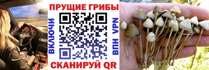 Галлюциногенные грибы GOLDEN TEACHER  Купить  Кизляр 